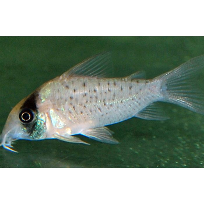 Corydoras Sychri / Pantsermeerval Sychry