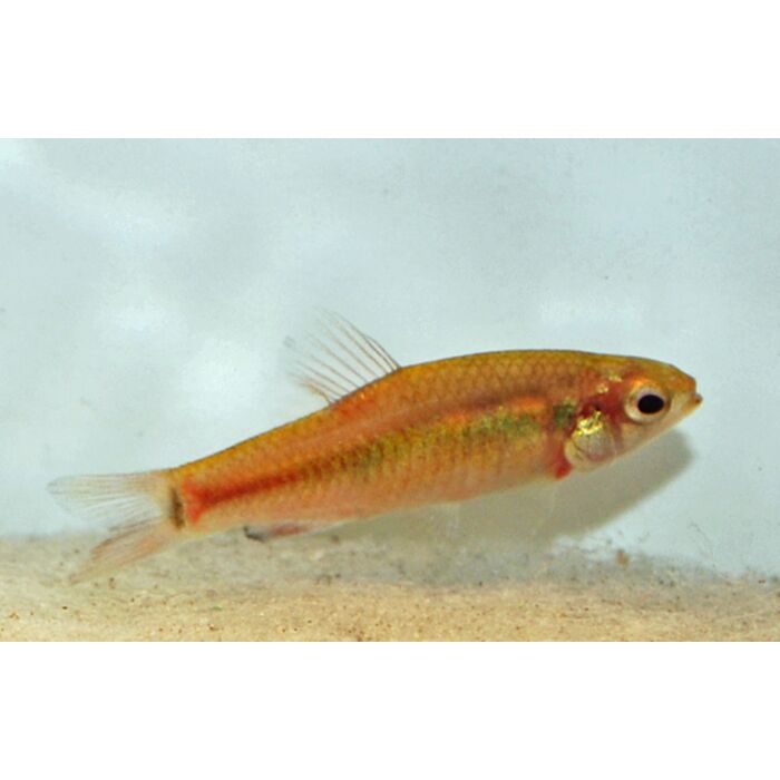 Neolebias Ansorgii / Tetra Ansorgii
