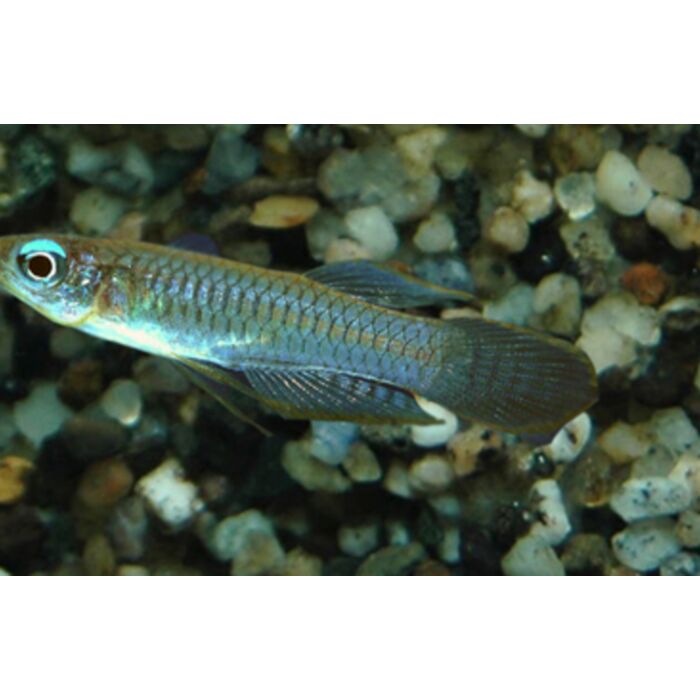 Poropanchax Normani / Blauwoogje