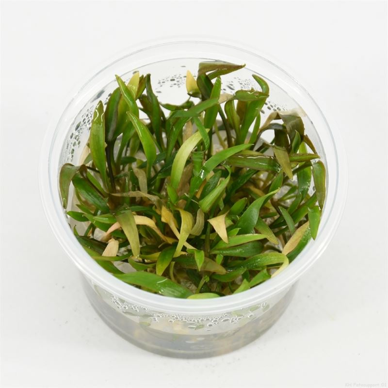 Cryptocoryne willissii (cup 100cc)