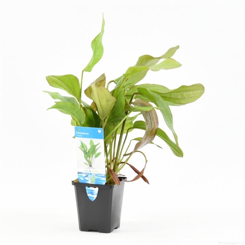 Echinodorus impai (P9)