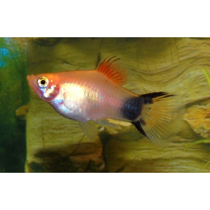 Xiphophorus Maculatus Platy Batman