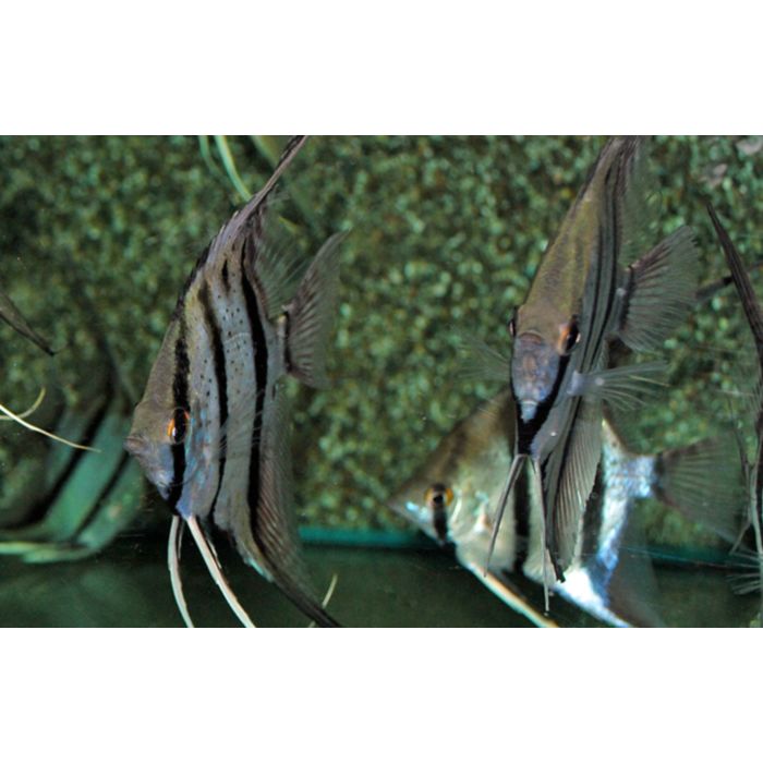 Pterophyllum scalare Peru Red Spotted Maanvis Peru Rio Nanay