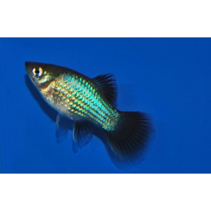 Xiphophorus Maculatus Platy Wagtail Blue