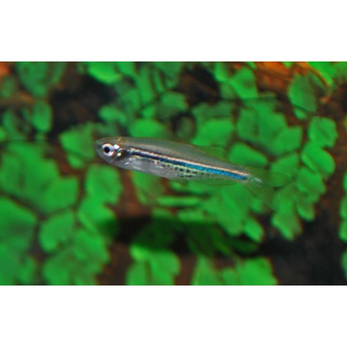 Brachydanio Nigrofasciatus