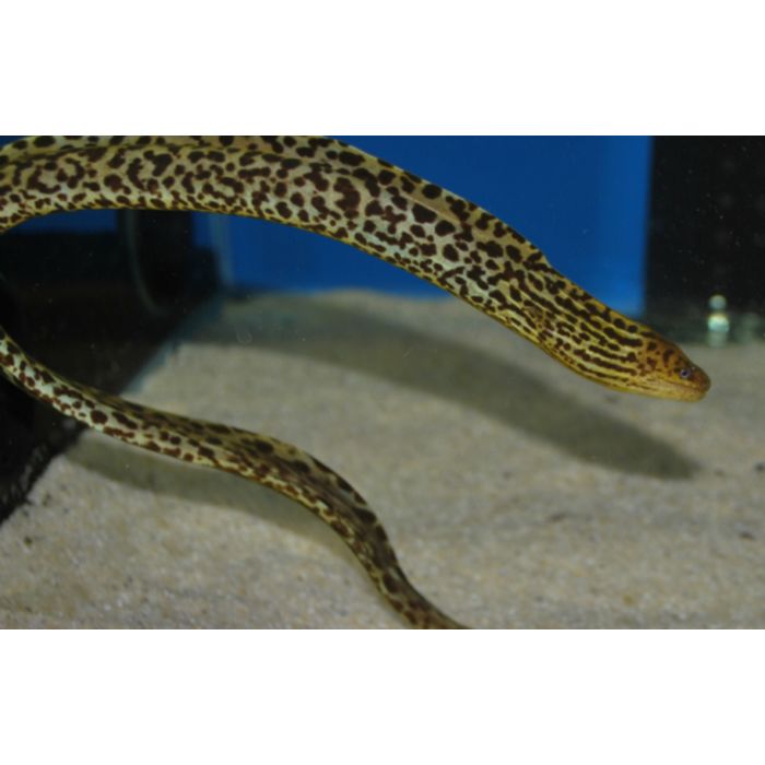 Gymnothorax Polyuranodon / Zoetwater Tijger Murene