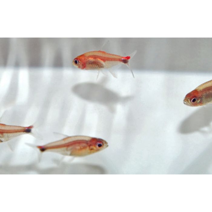 Axelrodia Riesei Ruby Tetra