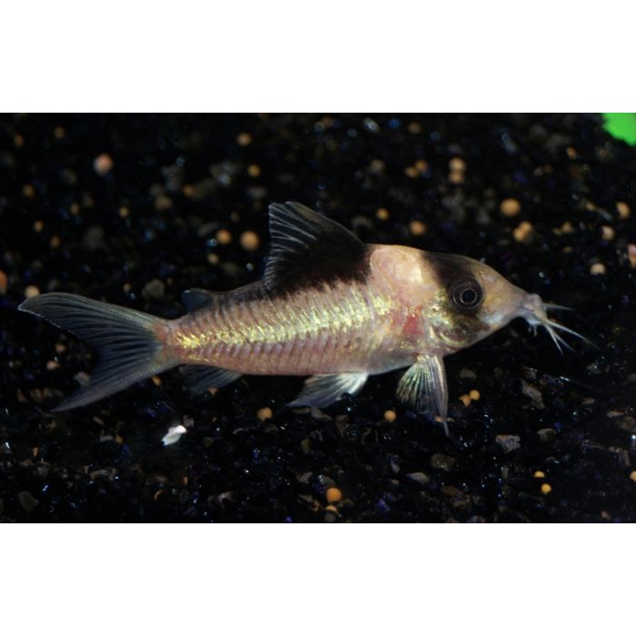 Corydoras Simulatus / Pantsermeerval Simulatus