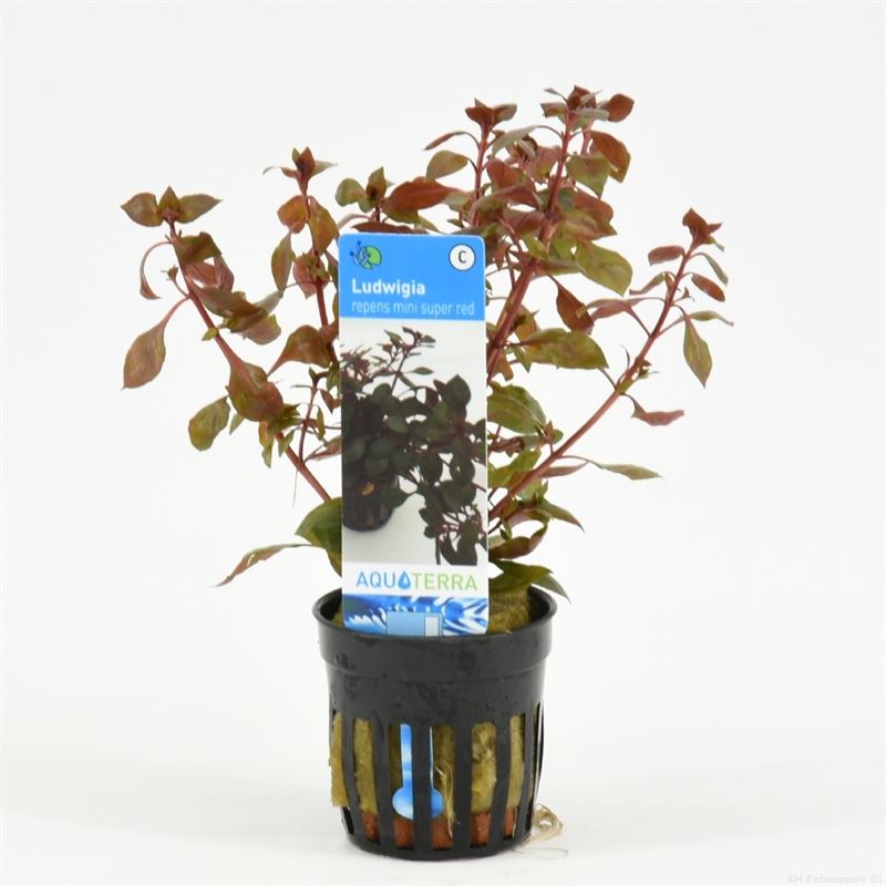 Ludwigia repens mini super red