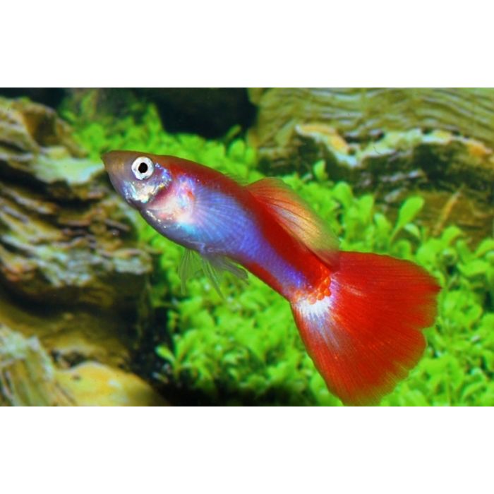 Poecilia reticulata Gup Neon Flamingo Red Male M