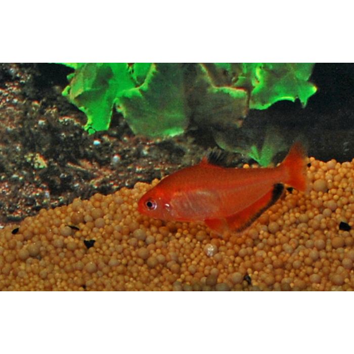 Hyphessobrycon Eques / Red Minor