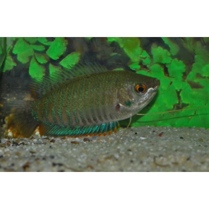 Trichogaster Fasciata / Gestreepte Goerami