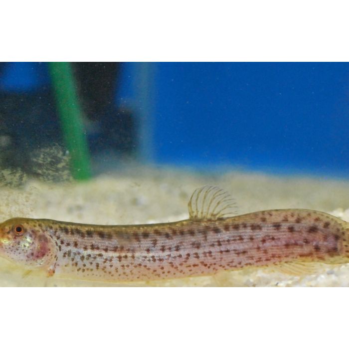 Misgurnus Anguillicaudatus Modderkruiper (Azie)