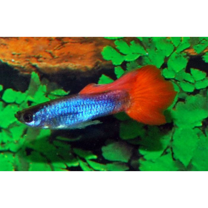 Poecilia reticulata Gup Man Neon Fire Tail Male M