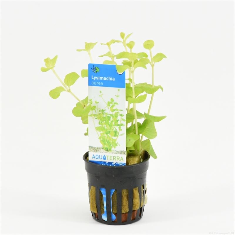 Lysimachia aurea