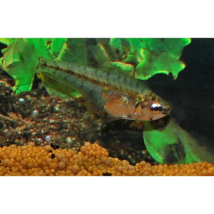 Asiphonichthys Condei