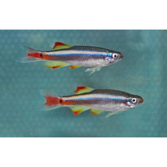 Tanichthys Albonubes Lini / / Rode Chinese Danio