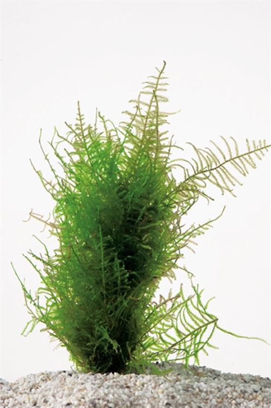 Spikey moss (cup 80 cc)