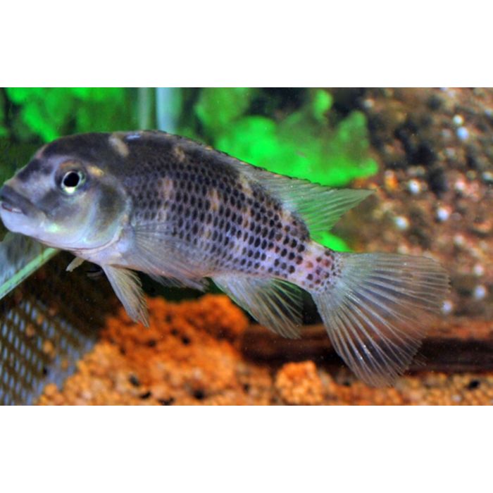 Steatocranus Casuarius Büffelkopfbuntbarsch Kongo