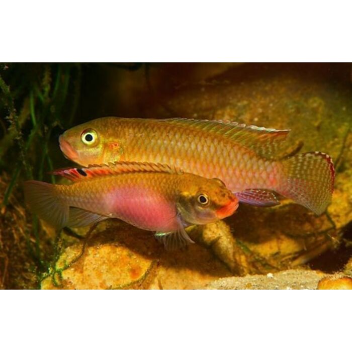 Congochromis Sabinae / Congocichlide Sabinae
