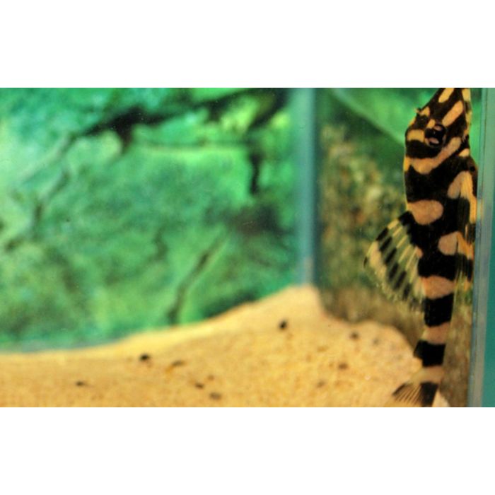 Dekeyseria Brachyura / Butterfly Pleco L168