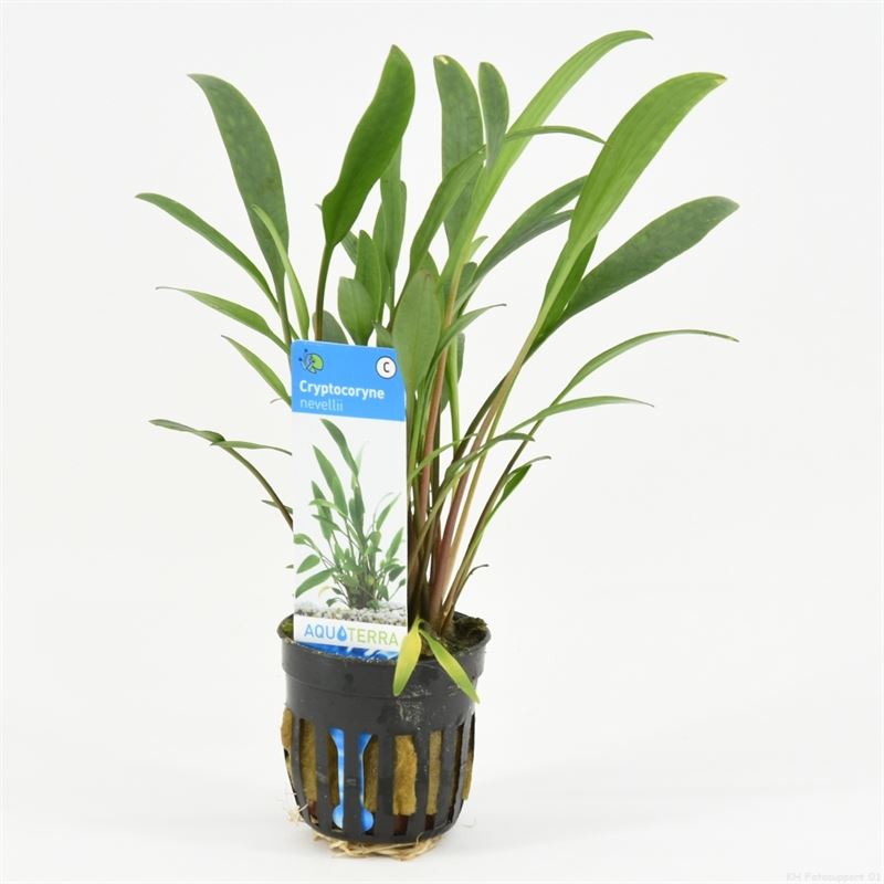 Cryptocoryne nevellii