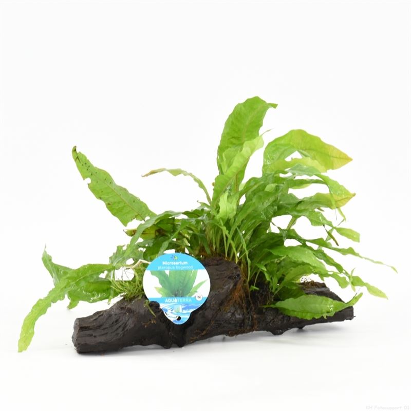 Microsorum (Driftwood) small