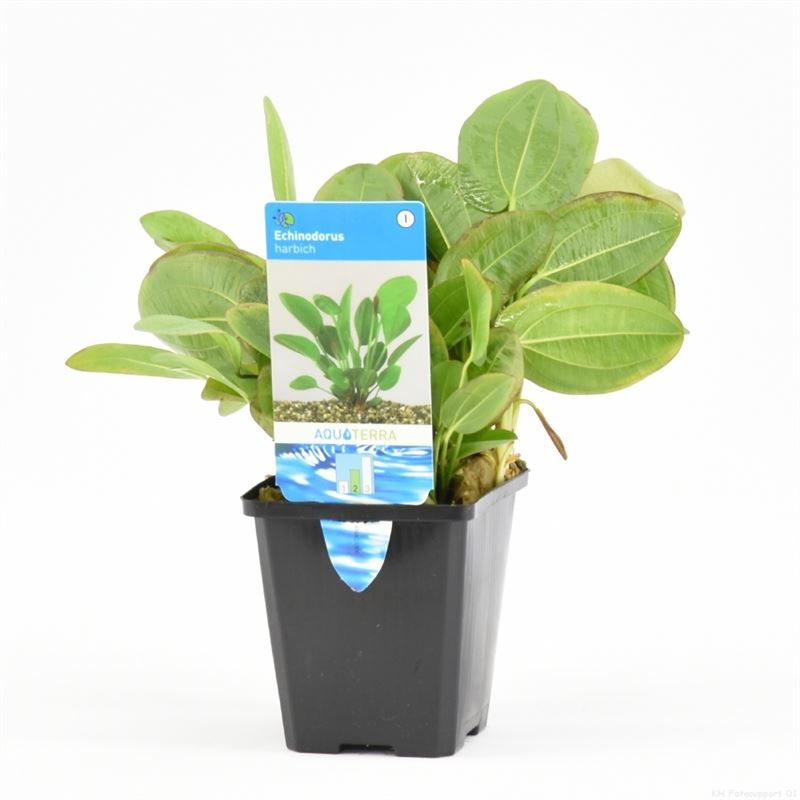 Echinodorus harbich (P9)