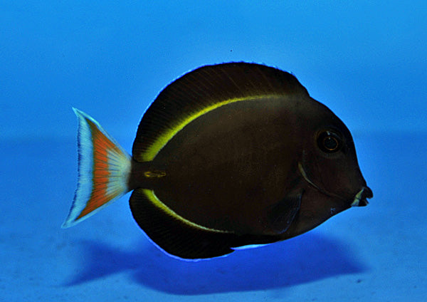 Acanthurus Hybride (achilles x nigricans)