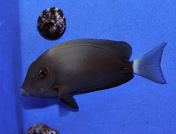 Acanthurus blochii