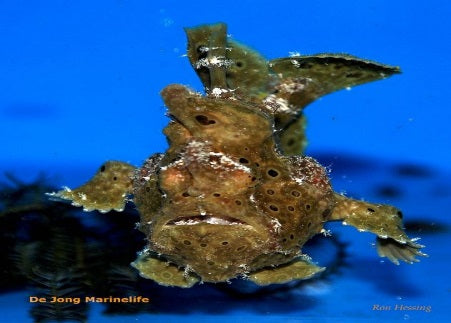 Antennarius sp. (Brown) - Voelsprietvis