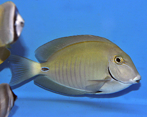 Acanthurus chirurgus