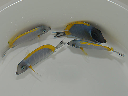 Acanthurus leucosternon