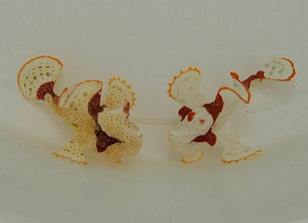 Antennarius maculatus - Wrattige Voelsprietvis