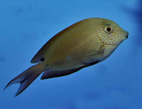 Acanthurus nigrofuscus