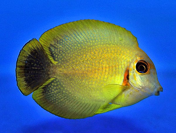 Acanthurus pyroferus (tijger patroon)