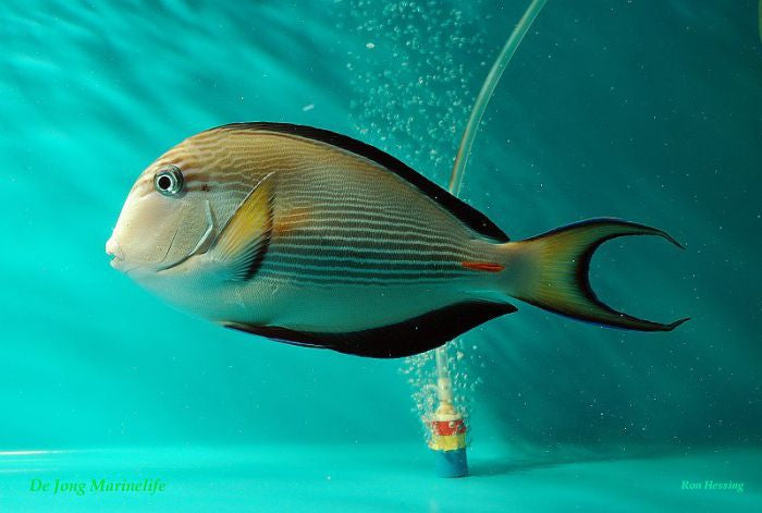 Acanthurus sohal - Sohal Doktersvis