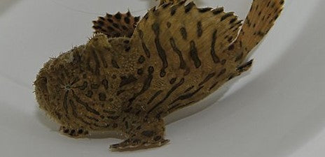 Antennarius striatus - Gestreepte Hengelaarvis