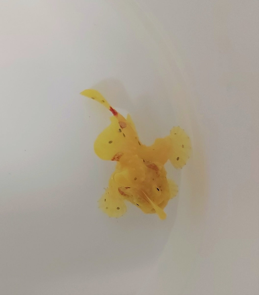 Antennarius sp. (Yellow) - Voelsprietvis