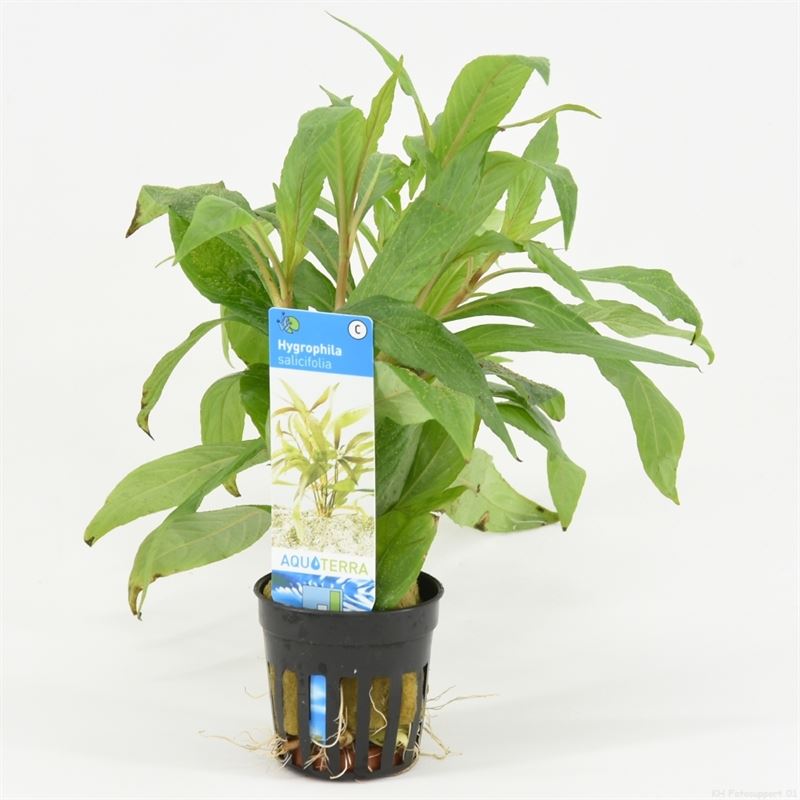 Hygrophila salicifolia