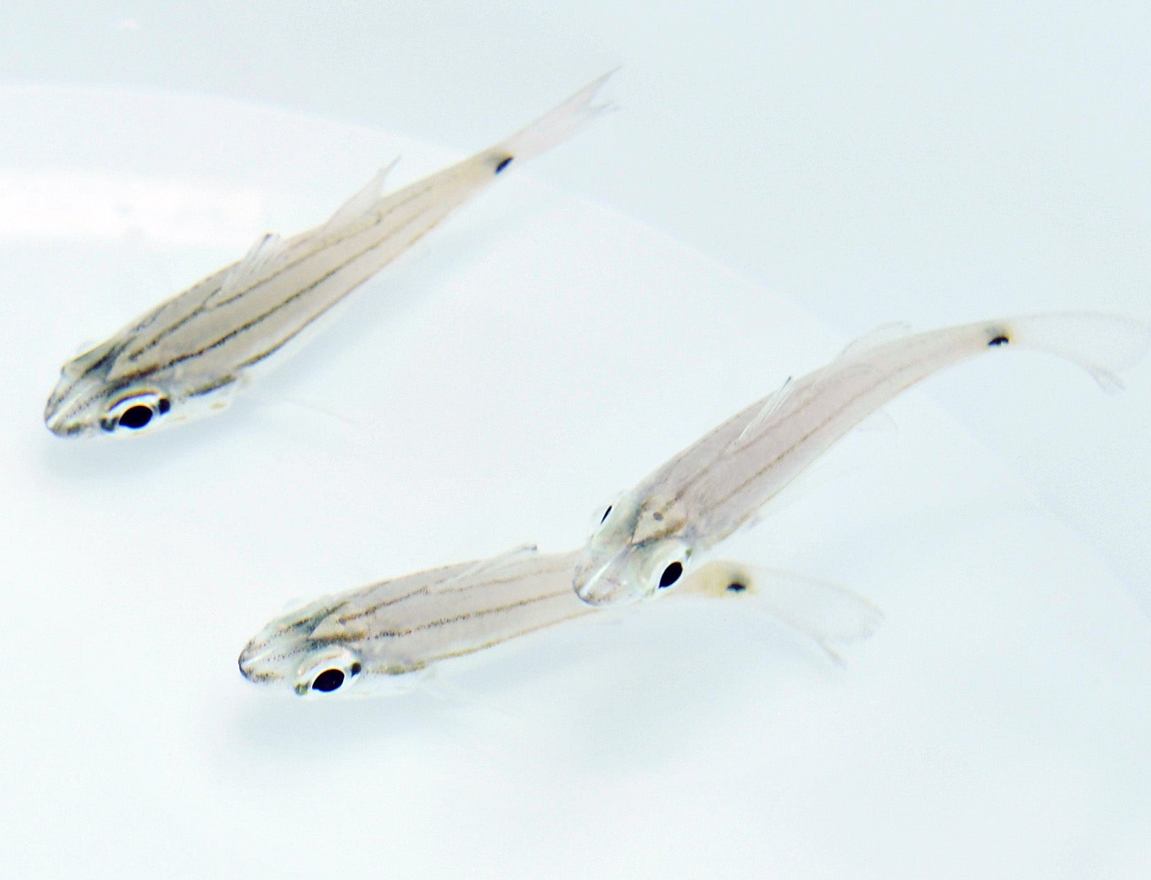 Cheilodipterus quinquelineatus - Vijflijnenkardinaalbaars