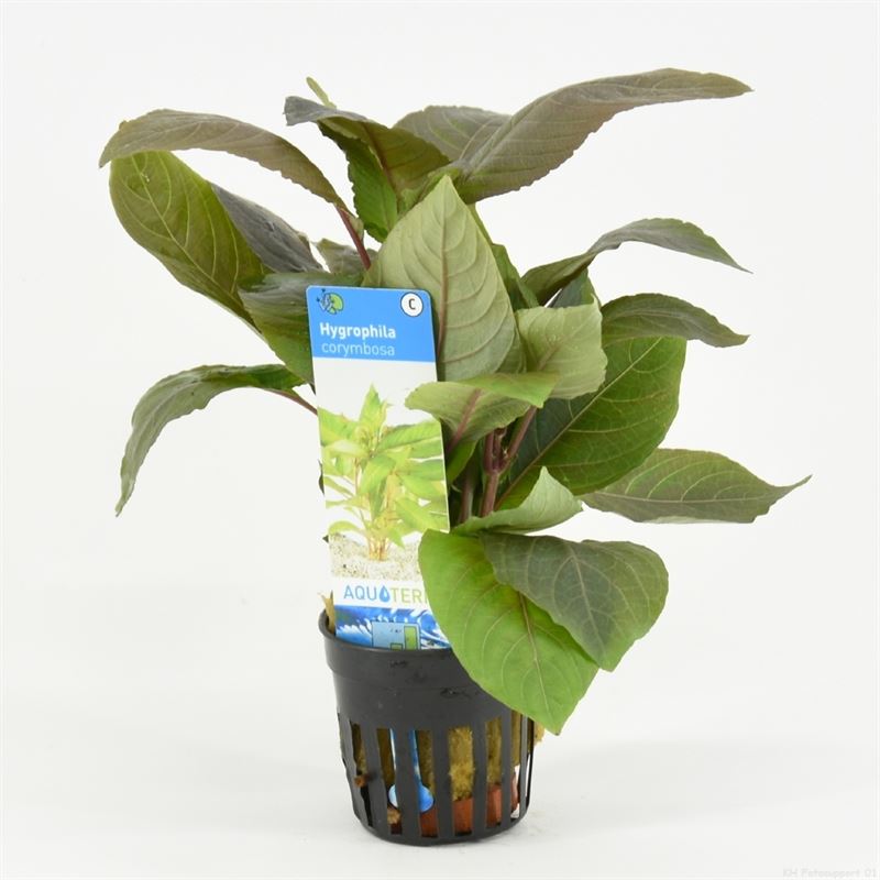 Hygrophila corymbosa