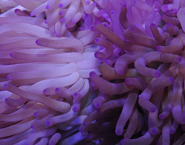 Condylactis gigantea (Paars) - Giant Sea anemone (Paars)