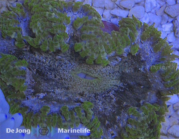 Epicystis crucifer (Grün) - Blumenanemone (Grün)