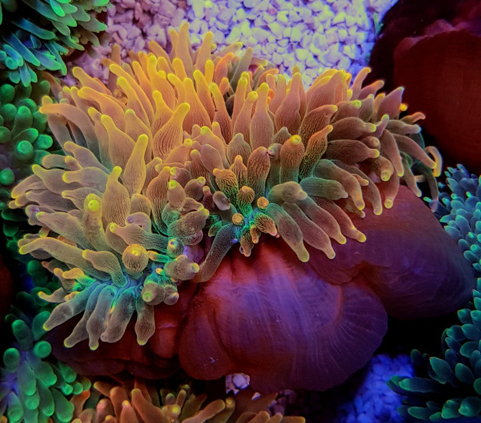 Entacmaea quadricolor (Sunburst/Rainbow) - Bubble tip anemone (Sunburst/Rainbow)