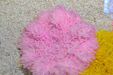 Heteractis crispa (Roze) - Sebae anemone (Roze)