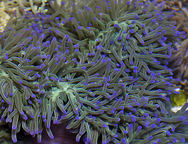 Heteractis magnifica - Ritteri-Anemone
