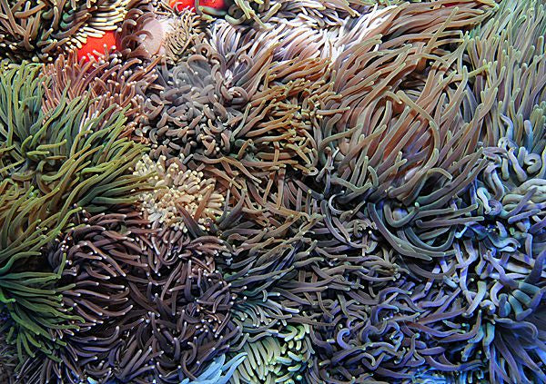 Macrodactyla doreensis - Long Tentacle anemone