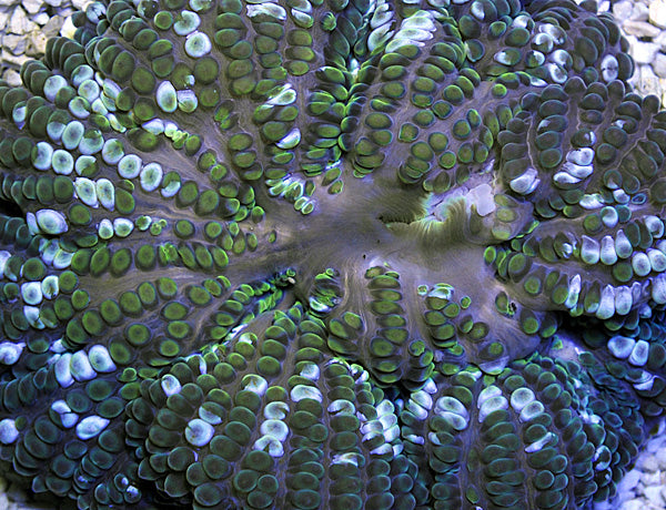 Stichodactyla helianthus (Cuba) - Carribean Carpet anemone