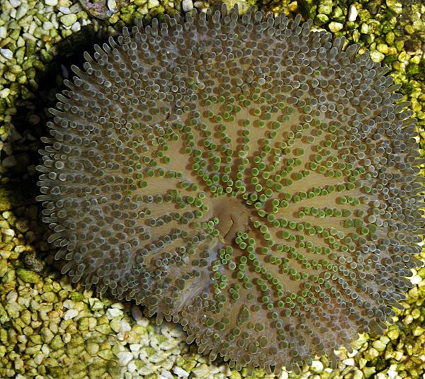 Stichodactyla helianthus (Cuba) - Carribean Carpet anemone